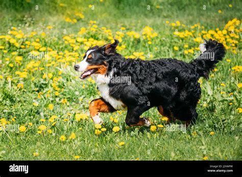 Farm Dog Bernese Mountain Dog Berner Sennenhund Playing Running Outdoor
