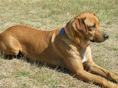 About Dog Mountain Cur