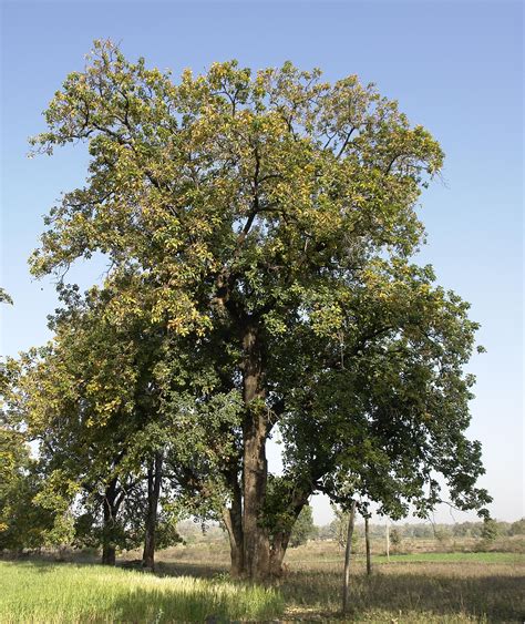 Filemahwa Tree Umaria District Madhya Pradesh India Wikimedia