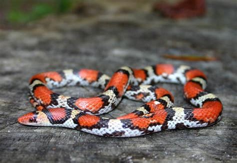 Cemophora Coccinea Copei Northern Scarlet Snake Snake Corn Snake