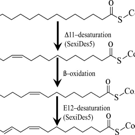 biosynthetic pathway for sex pheromone ofspodoptera exigua proposed download scientific