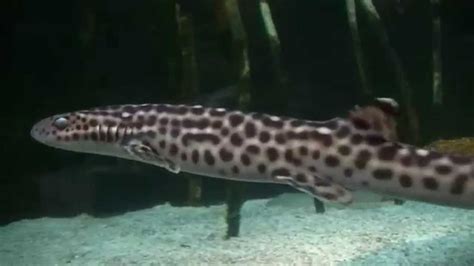 Coral Cat Shark Youtube