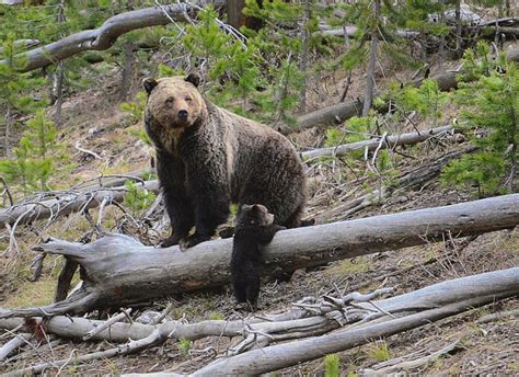 Group Wants Grizzly Bears Restored To Colorado Other Us States