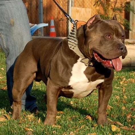 Bullies taller than that care categorized as xxl or giant bullies. American Bullies Xxl - Dog Gallery Images | American bully ...