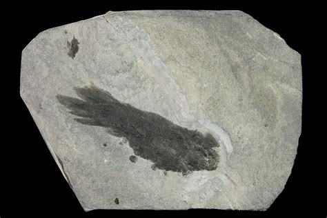 42 Early Devonian Lung Fish Pentlandia Scotland 156014 For