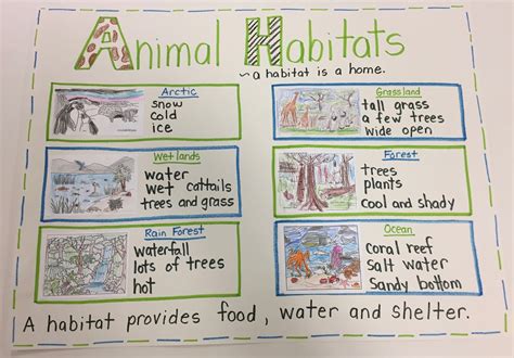 Firstieland: All About Animal Habitats!