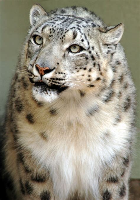 25 Beautiful Snow Leopard Picture Magment