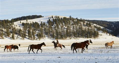 Special Offers And Luxury Montana Packages The Ranch At Rock Creek