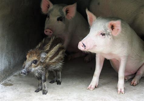 Pig And Hog Baby Odd Animal Couples Unusual Animal Friendships