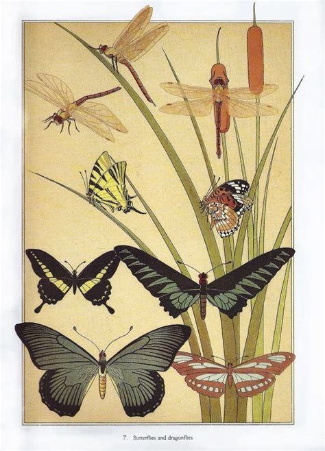 Butterflies And Dragonflies Art Nouveau By Annesaccumulations