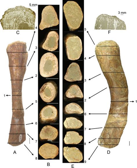 Femur in cross section produced while employed at radius digital science. Polished serial cross sections and epiphyseal longitudinal ...