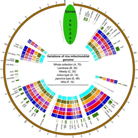Mitochondrial Genome Nucleotide Diversity Pi And Genetic Distance