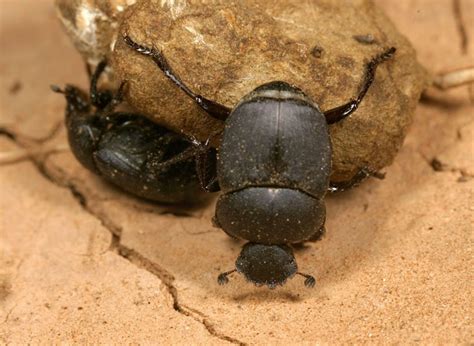 male and female dung beetles a good life