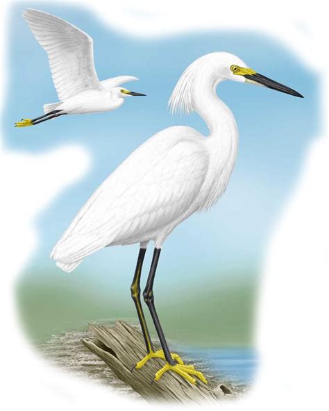 Birds And Animals Snowy Egret