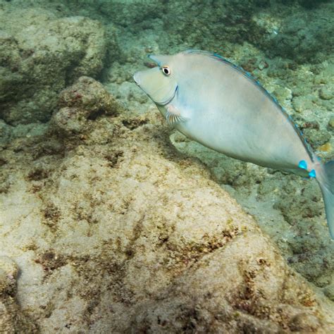 Unicorn Fish In Hanauma Bay Photograph For Sale As Fine Art