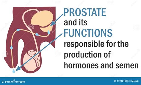 The Prostate And Its Functions Infographics Anatomy Of The Prostate Stock Vector