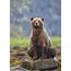 Sow Sitting On Rock  Bear Pictures Animals Wild Brown