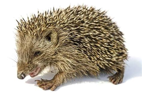 17 Different Types Of Hedgehogs Plus Fun Facts Nayturr Hedgehog