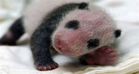 El Sorprendente Ciclo De Vida Del Oso Panda National Geographic En