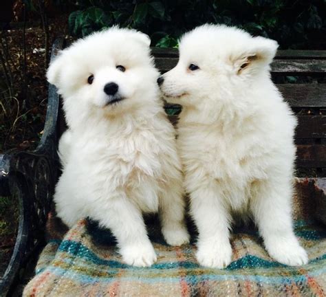 Samoyed Active Samoyed Puppy For Adoption Dogs For Sale Price