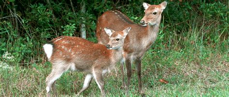 Researchers Explore Sika Deers Past To Guide Its Future Animal Worlds