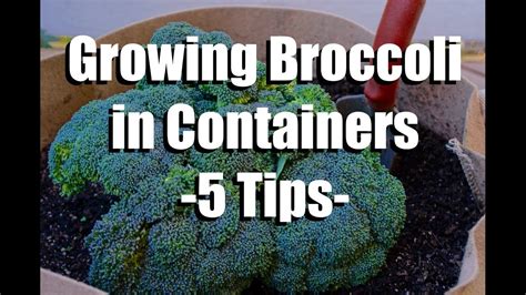 Broccoli Growing In Containers With The Words Growing Broccoli In