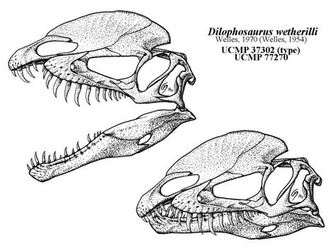 The Dilophosaurus Yawn By Qilong On DeviantArt Dinosaur Sketch