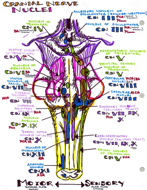 image result for nucleus ambiguus cranial nerves nerve brain anatomy sexiz pix