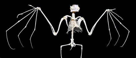 How Did The Bat Skeleton Evolve Bbc Science Focus Magazine