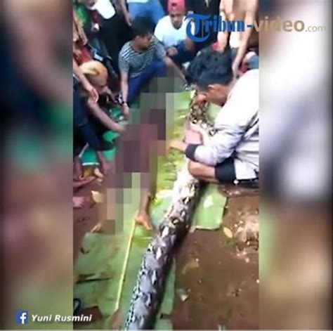 Indonesian Woman Swallowed By Cut Out Of 25 Foot Python Fort Worth