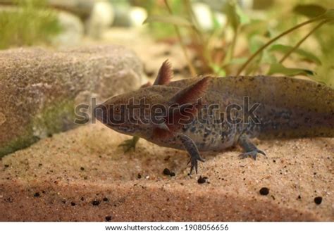 Axolotl Ambystoma Mexicanum Known Mexican Walking Foto Stock