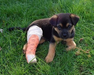Your dog has broken his leg, what do you do? « The Pet ...