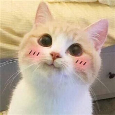 Pin By Nguyen Hong On Boss Cute Cat Memes Cute Cats Cute Animals