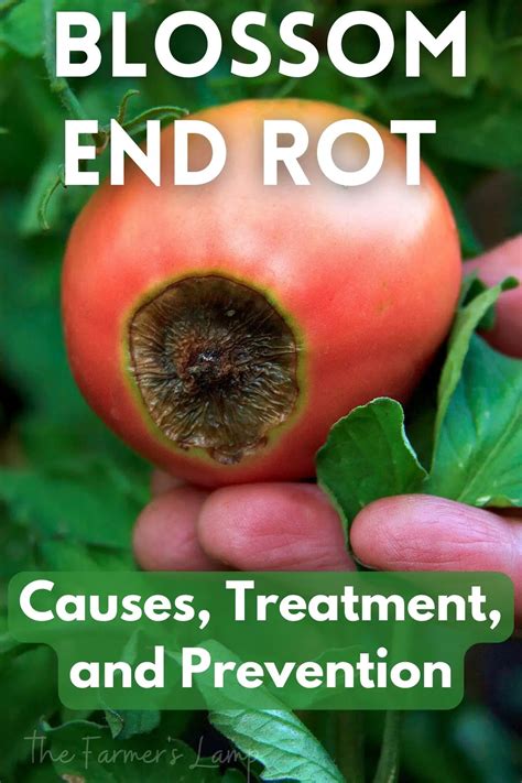Blossom End Rot Causes Treatment And Prevention