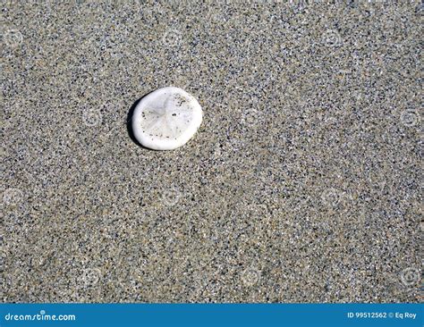 A White Sand Dollar On The Beach Stock Photo Image Of Beach Sand