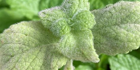 Apple Mint Herb Plug Plants Rocket Gardens