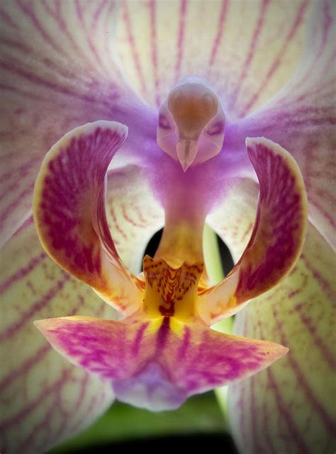 Flowers, trees, mosses, fungi, and even carnivorous plants. shineyourlight: 진귀한 모양의 꽃들: Funny looking flowers