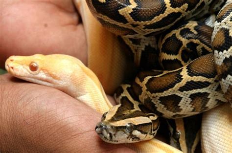 22 Snakes Seized From Woman Arriving At Chennai Airport From Kl The Star