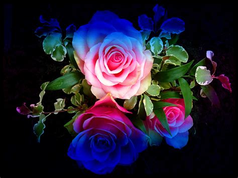 Do you provide free samples9 a: Rainbow Roses Background ·① WallpaperTag