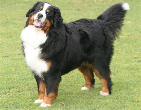 33 Hypoallergenic Bernese Mountain Dog Pic Bleumoonproductions