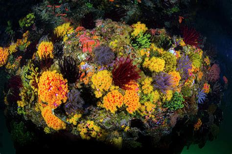 Orange Cup Coral Tubastraea Photograph By Beth Watson Fine Art America