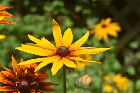 Pretty Abundance Of Black Eyed Susans In Nature Stock Photo Image Of
