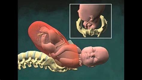 Cervical Effacement 3d Animation Youtube