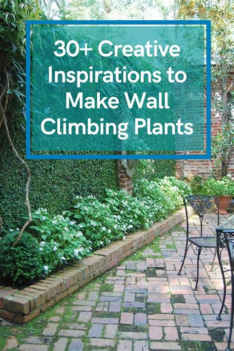 Climbers like ivy have aerial roots which help them cling to walls and fences, but other climbers like honeysuckle and clematis need a framework to scramble. 30+ Creative Inspirations to Make Wall Climbing Plants on ...