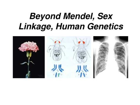 Ppt Beyond Mendel Sex Linkage Human Genetics Powerpoint