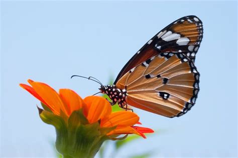 Fase larva ditandai dengan aktivitas makan yang tinggi. Metamorfosis Sempurna dan Tidak Sempurna, Apa Perbedaan dan Contoh Hewannya? - Bobo