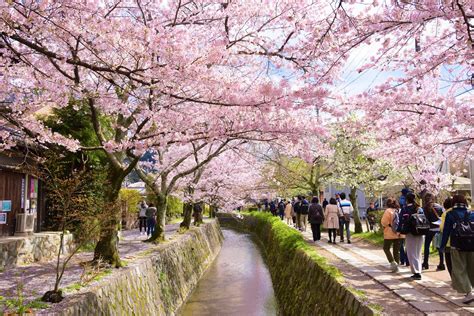 Philosopher’s Path Kyoto Cherry Blossoms 2019 Japan Travel Guide Jw Web Magazine