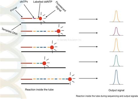 What Is Dna Sequencing A Beginners Guide