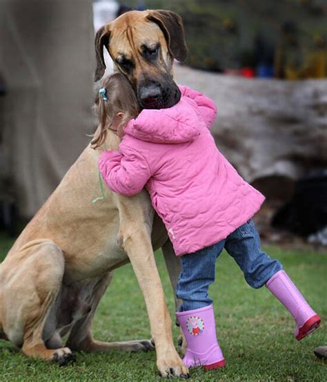 These Heartwarming Photos Of Dogs Hugging Their Humans Will Make You