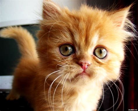Кошенята, Коти, Тварини - шпалери на робочий стіл 🔥 Найкращі ТОП шпалери